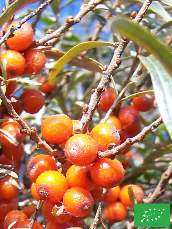 Argousier 'Friesdorfer orange' autofertile