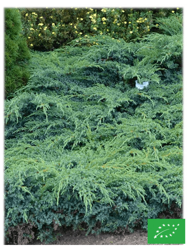 Genévrier écailleux 'Blue Carpet'