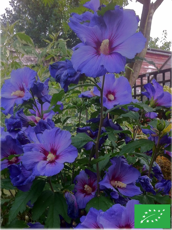 Hibiscus des jardins 'Oiseau Bleu'