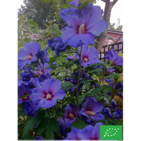 Hibiscus des jardins 'Oiseau Bleu'