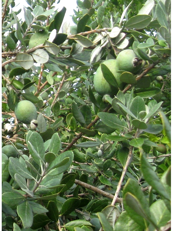 Feijoa 'Coolidge''