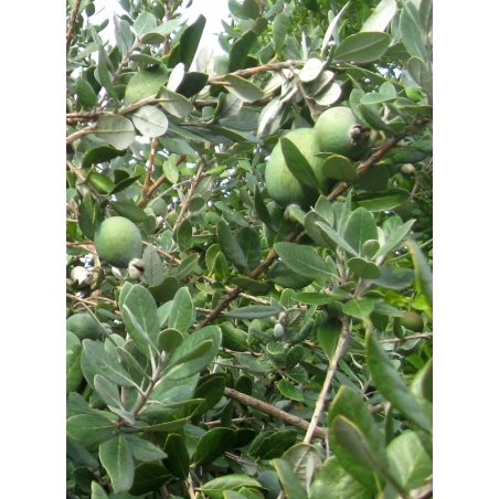 Feijoa 'Coolidge''