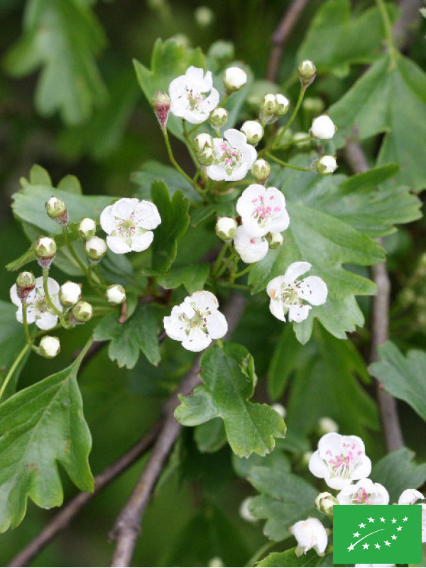 Aubépine blanche