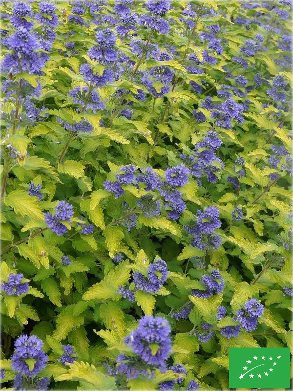 Caryopteris clandonensis 'Good as Gold'