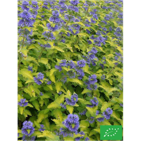 Caryopteris clandonensis 'Good as Gold'