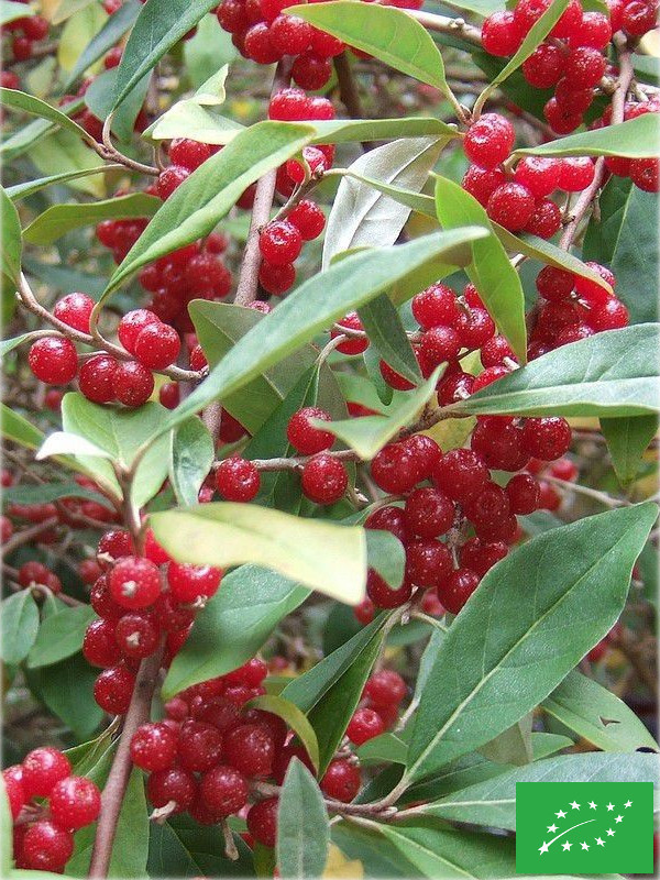 Elaeagnus x 'Amoroso'