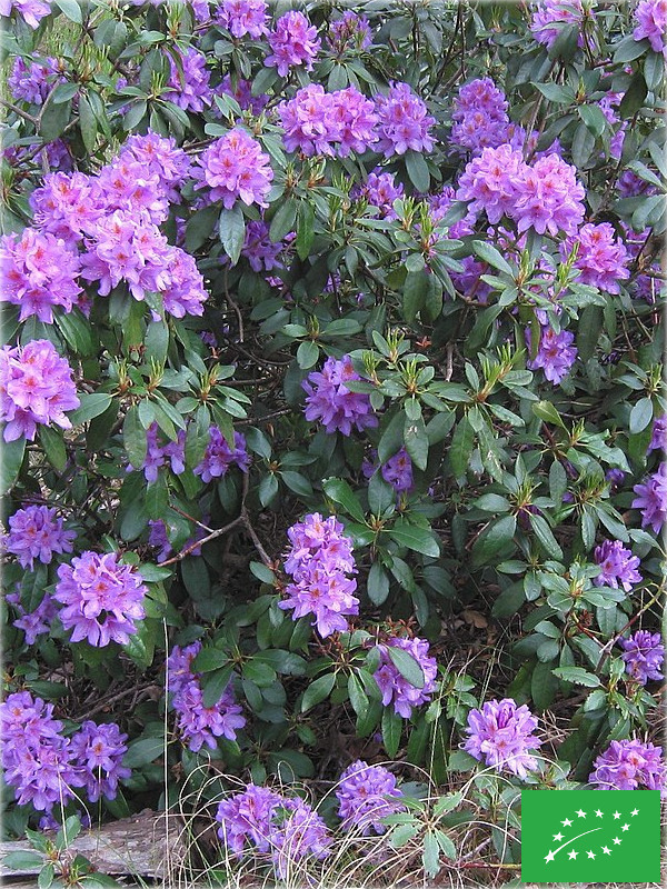 Rhododendron pontique