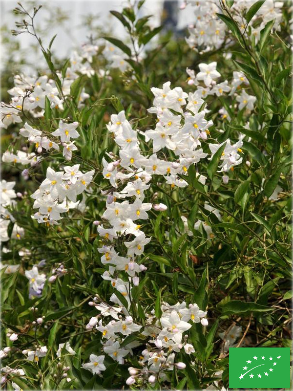 Morelle 'Faux jasmin à fleurs blanches'