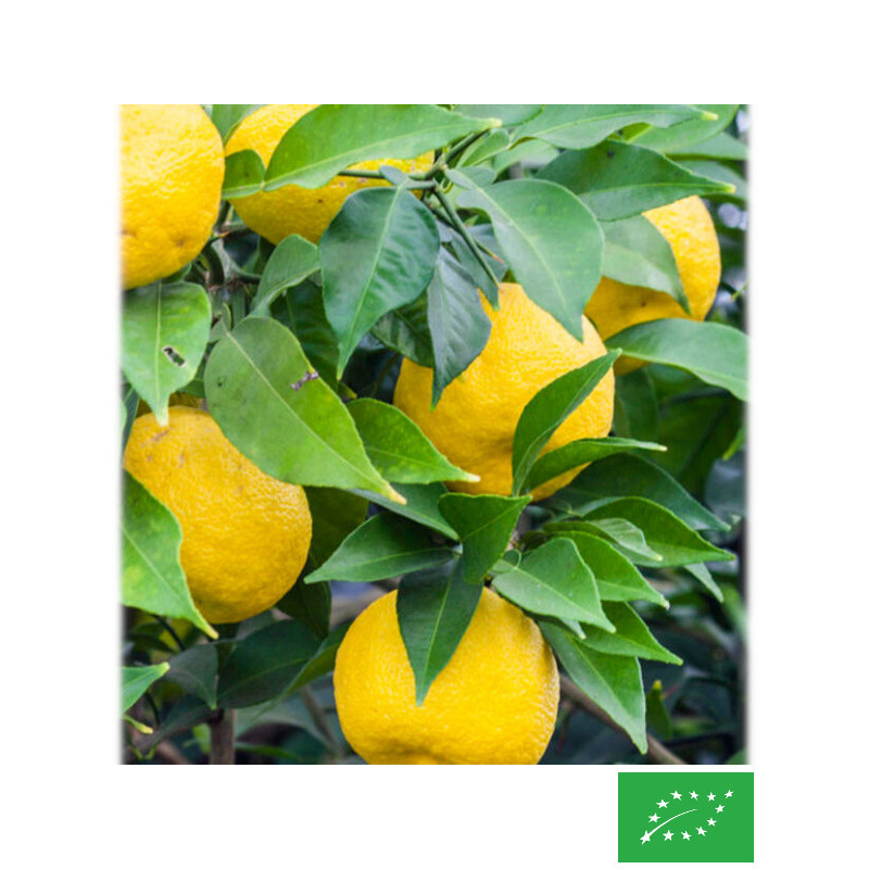 Citronnier ' Yuzu'