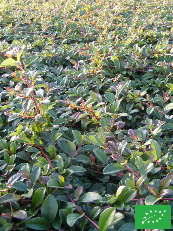 Cotoneaster 'Coral Beauty'