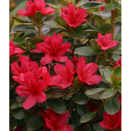 Azalée Japonaise 'Hino Crimson'