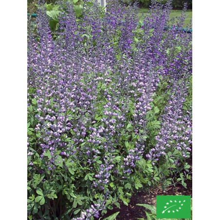 Baptisie australe 'Blue Berry Sundae'