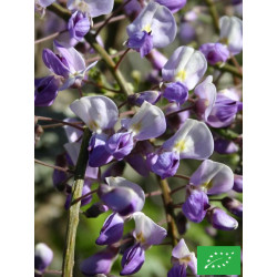 Glycine du Japon 'Harlequin'