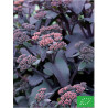 Sedum rubrum