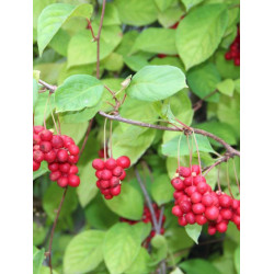 Schisandra rubriflora...