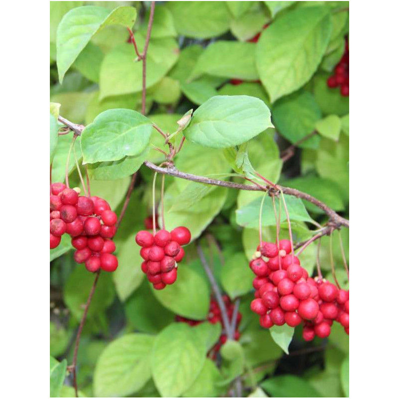 Schisandra rubriflora 'femelle'