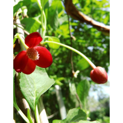 Schisandra rubriflora 'mâle'