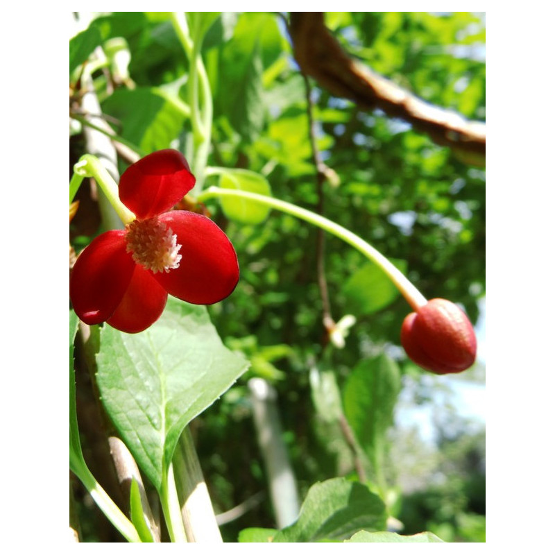 Schisandra rubriflora 'mâle'