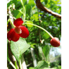 Schisandra rubriflora 'mâle'