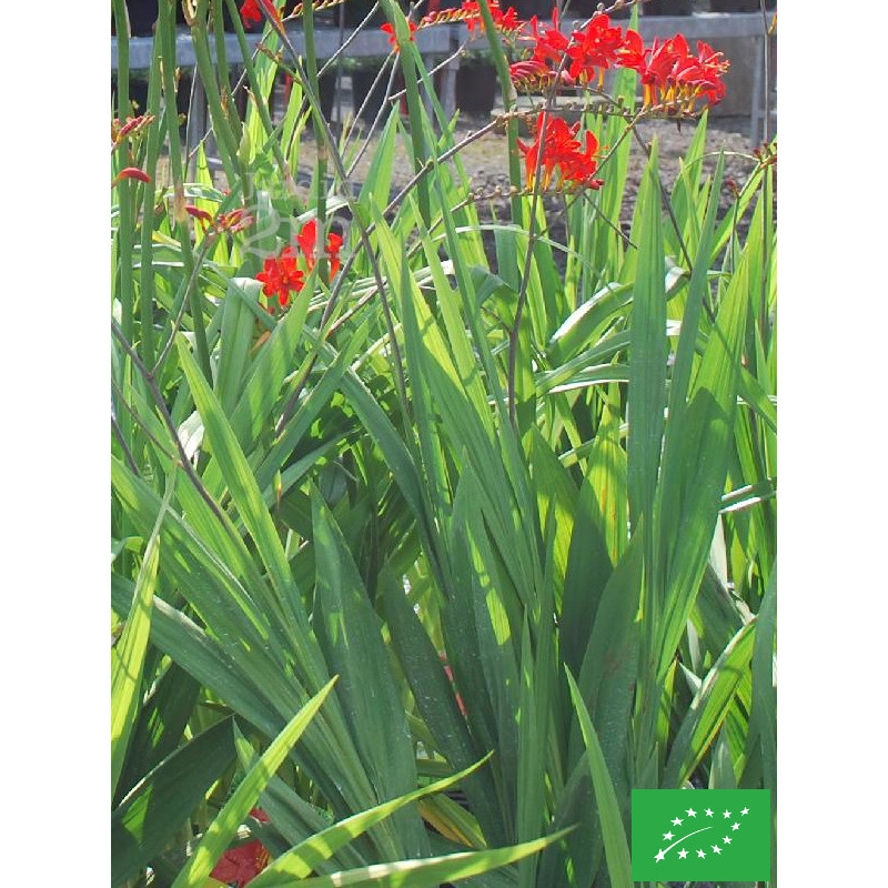 Crocosmia 'Lucifer'