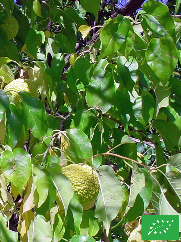 Oranger des Osages (plant femelle)