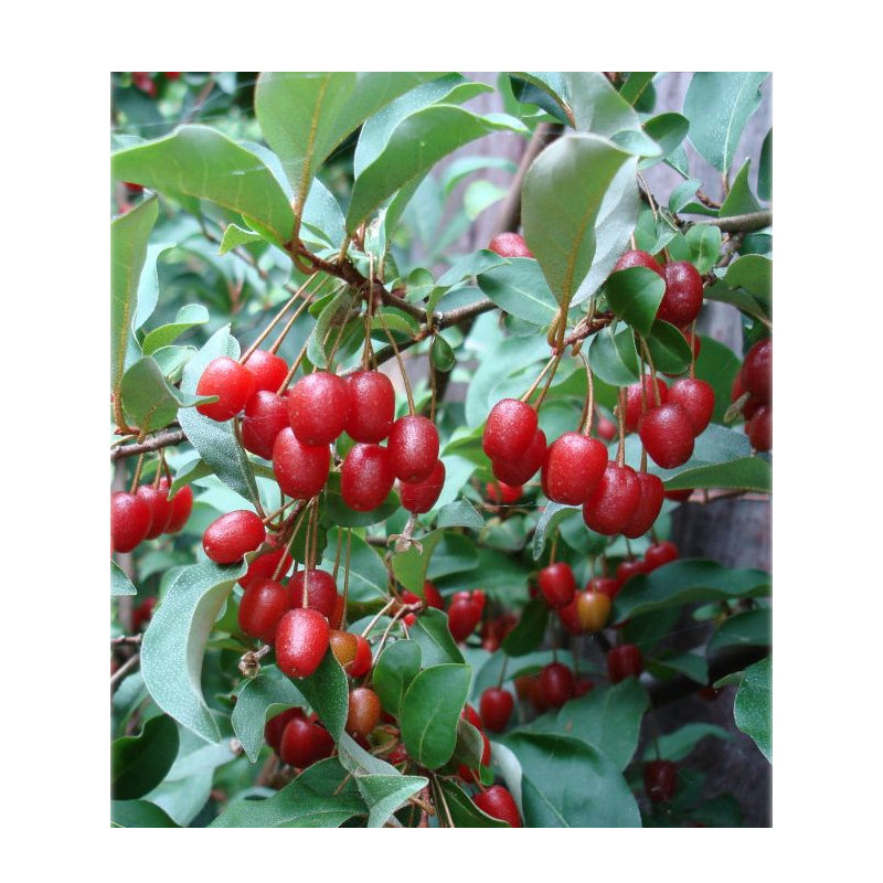 Elaeagnus multiflora 'Sweet Scarlet'