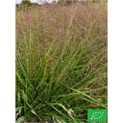 Eragrostis poilu