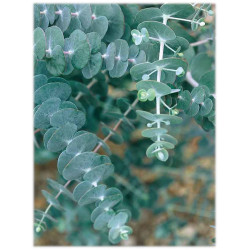 Eucalyptus cinerea ' Silver...