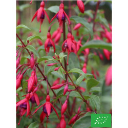 Fuchsia vivace 'Bernisser...