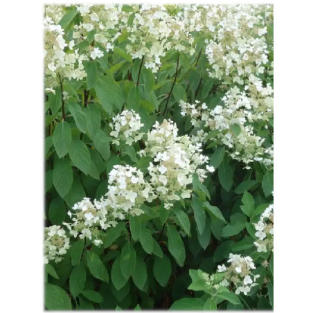 Hortensia paniculé 'Pee Wee'