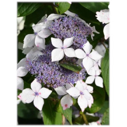 Hortensia serrata 'Grayswood'