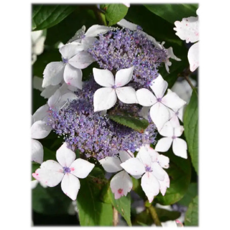 Hortensia serrata 'Grayswood'