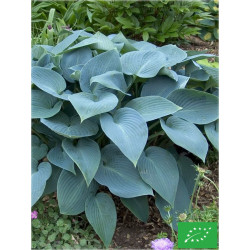 Hosta 'Halcyon'