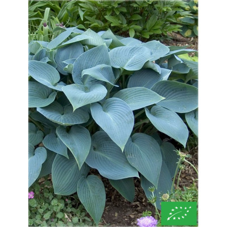 Hosta 'Halcyon'