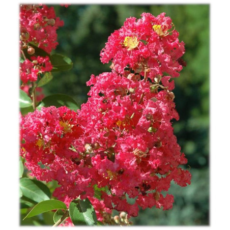 Lilas des Indes 'Rubra Magnifica'