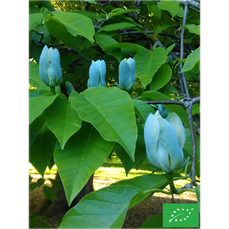 Magnolia 'Blue Opal'