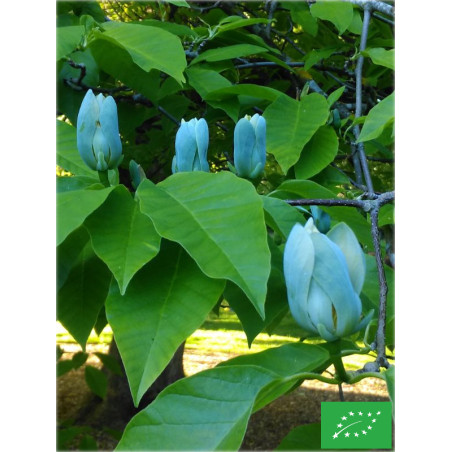 Magnolia 'Blue Opal'