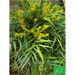 Mahonia de Chine