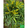 Mahonia de Chine