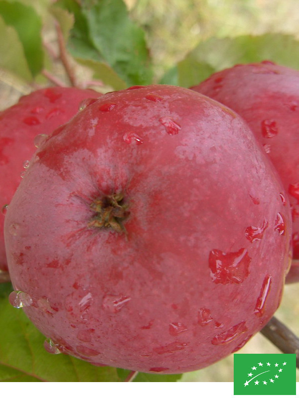 Pommier 'Calville rouge d'hiver'