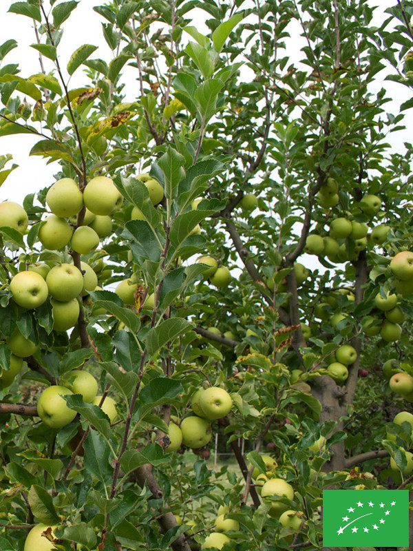 Pommier 'Golden delicious'