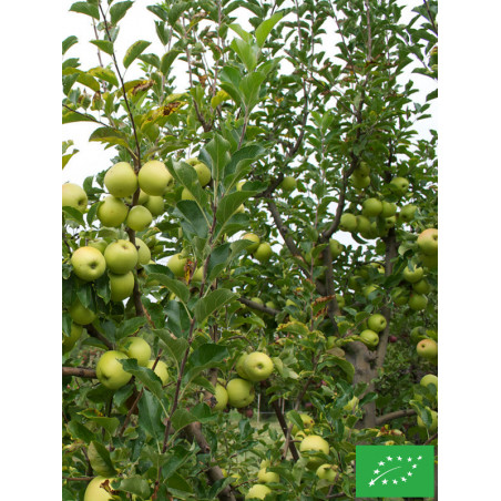 Pommier 'Golden delicious'