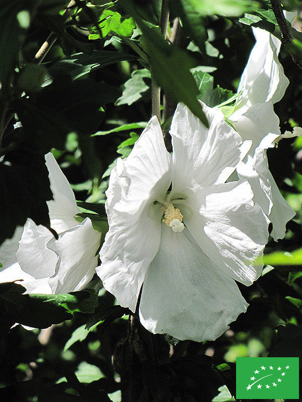 Hibiscus des jardins 'William Smith'