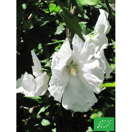 Hibiscus des jardins 'William Smith'