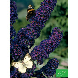 Buddleia de David 'Black...