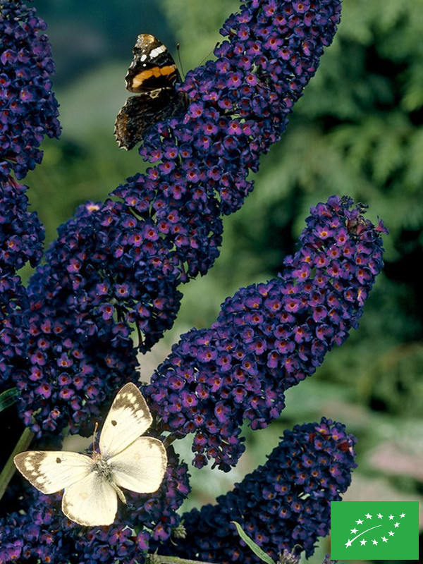 Buddleia de David 'Black Night'