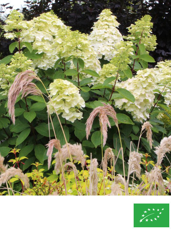 Hortensia paniculé 'Kyushu'