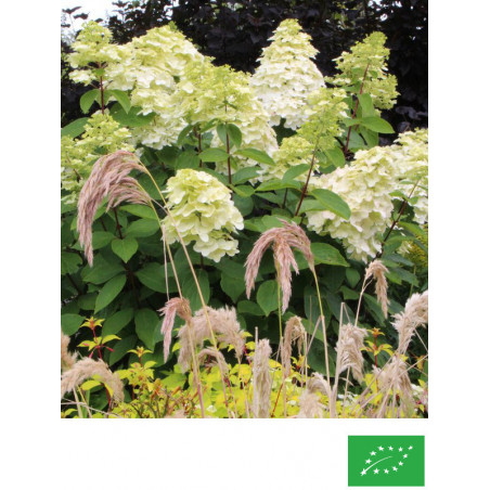 Hortensia paniculé 'Kyushu'