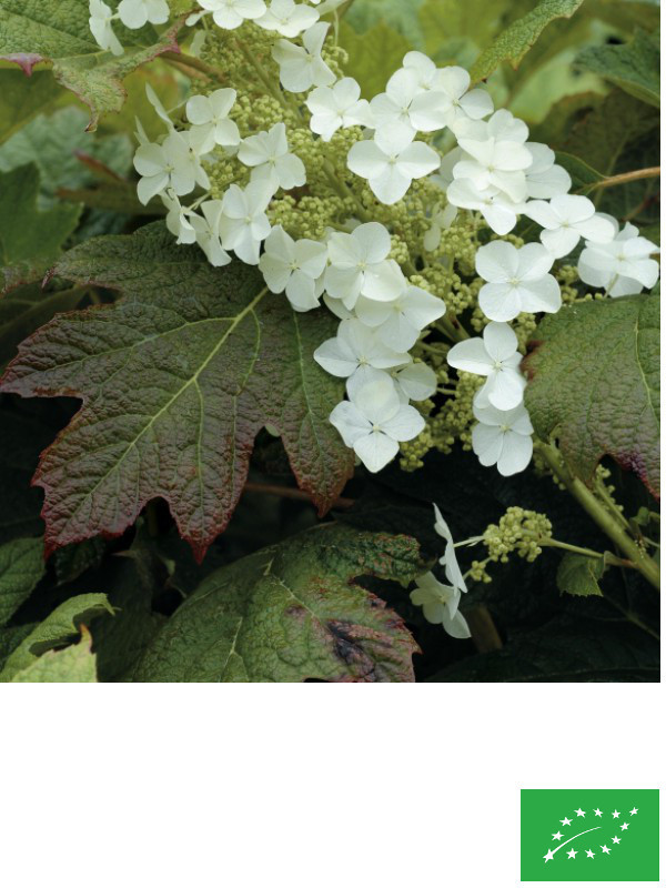 Hortensia à feuille de chêne 'Alice'