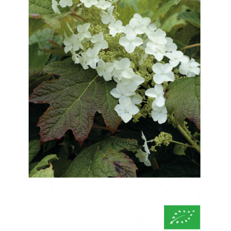 Hortensia à feuille de chêne 'Alice'